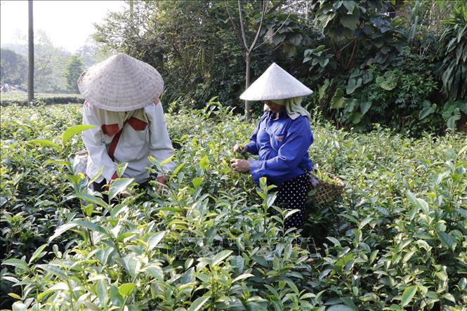 Vietnamese tea gains favour in Australian market