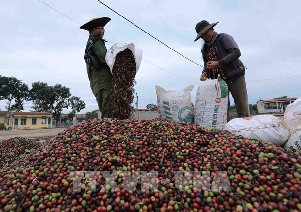 Vietnam s coffee exports to RoK likely to increase