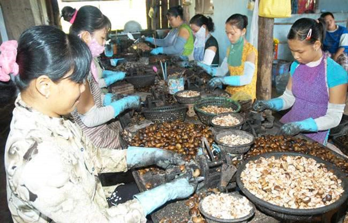 Vietnam is Cambodia’s largest cashew nut export market