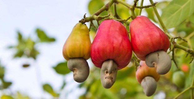 Vietnam s cashew nuts account for nearly 90 percent of US cashew imports