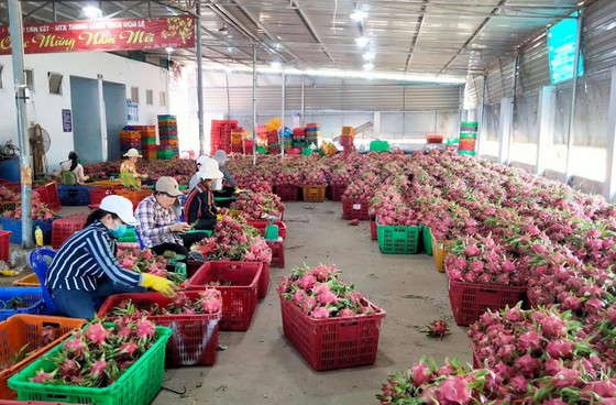 Binh Thuan dragon fruit granted geographical indication protection in Japan