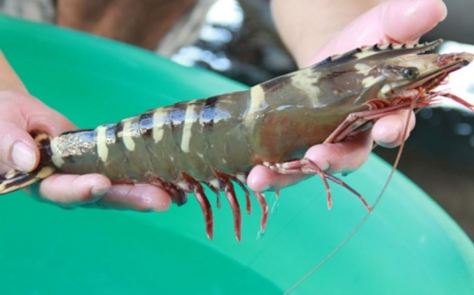 Sugpo prawn export to Spain sees 2 5-fold increase