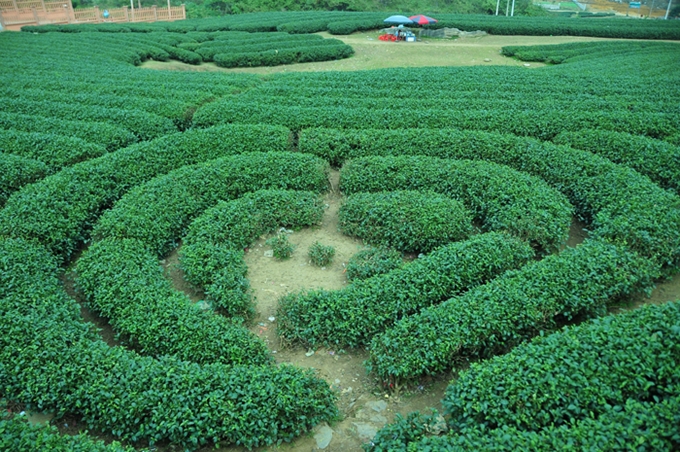 Moc Chau - an experience tourist destination