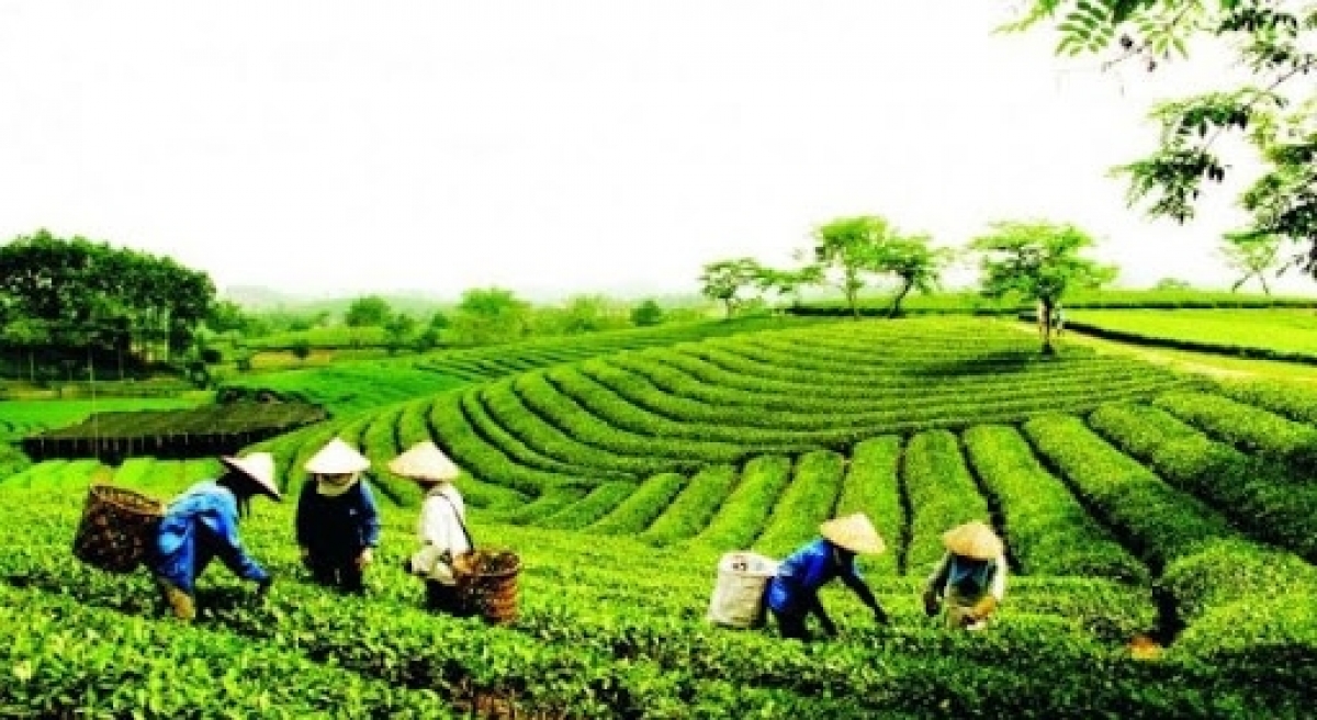 Vietnam holds its place as seventh largest tea supplier to US