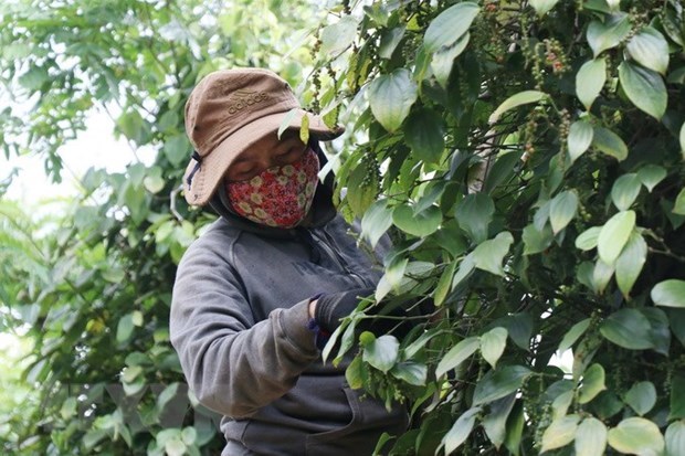 Vietnam expects to earn 1 billion USD from pepper export this year