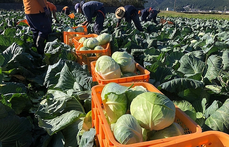 Export of vegetables to Taiwan China increases by nearly 70
