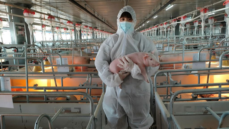 China improves pig breeding stock production