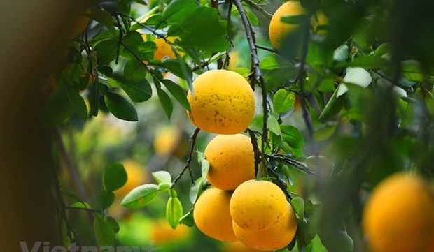 US allows import of Vietnam’s pomelos