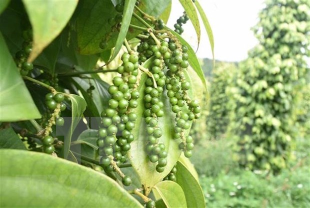 Pepper industry sees good recovery