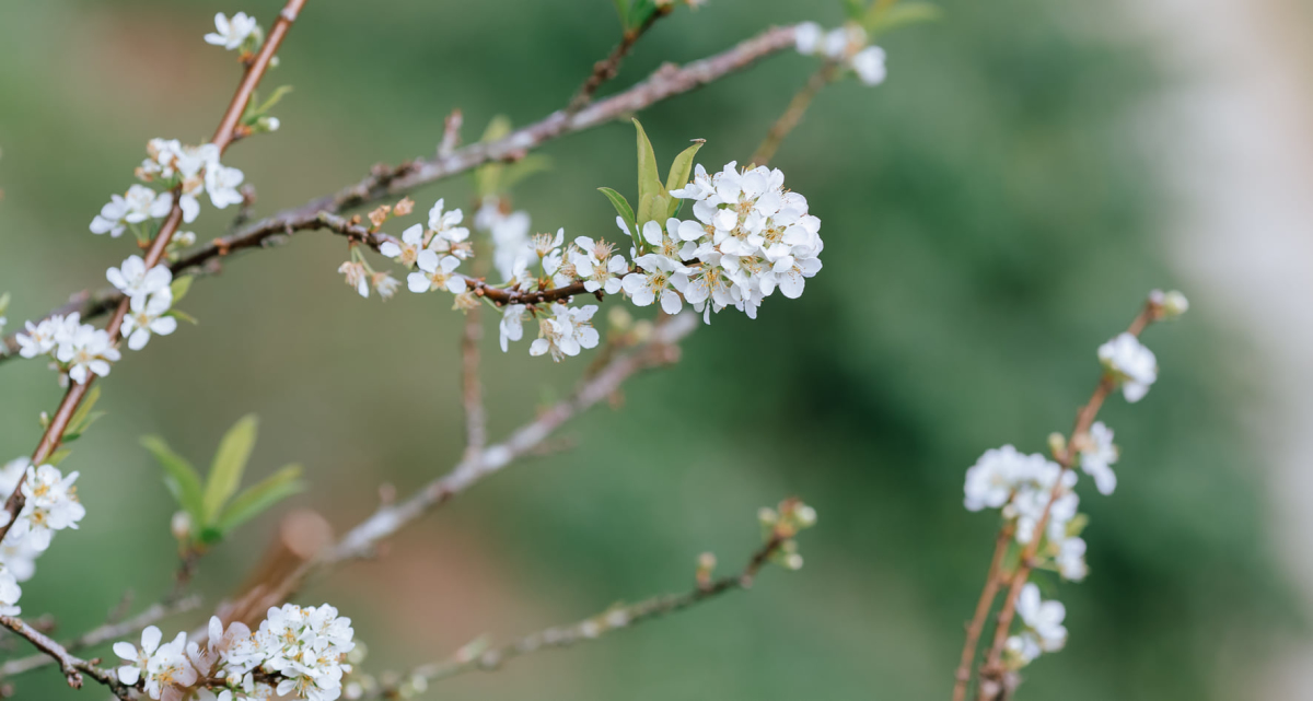 Apricot, plum flowers in blossom in Moc Chau