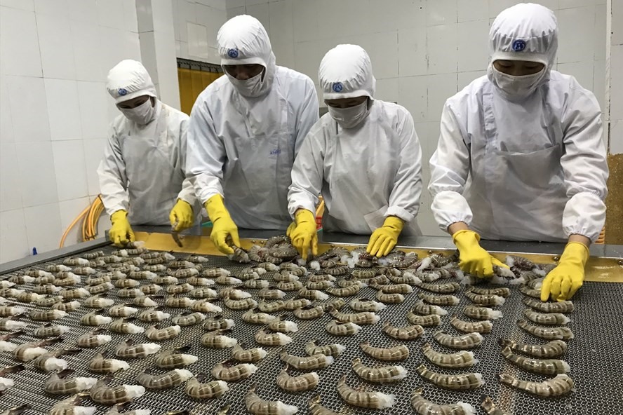 Soc Trang earns over 1 billion USD from shrimp exports