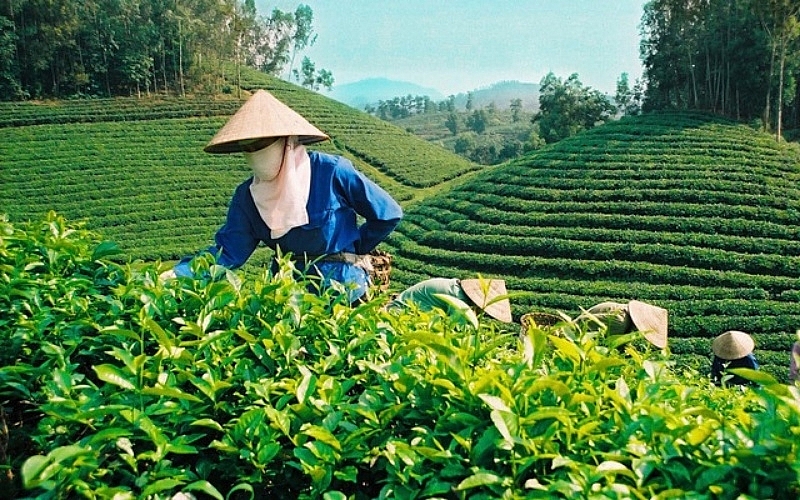 Vietnamese tea dominates Taiwanese market China