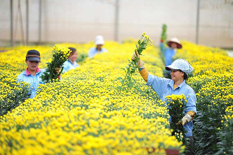 Vietnamese cut flowers to be exported to Australia again