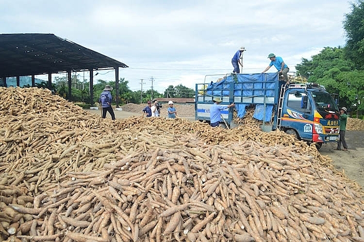 China increases imports of Vietnamese cassava in 2022