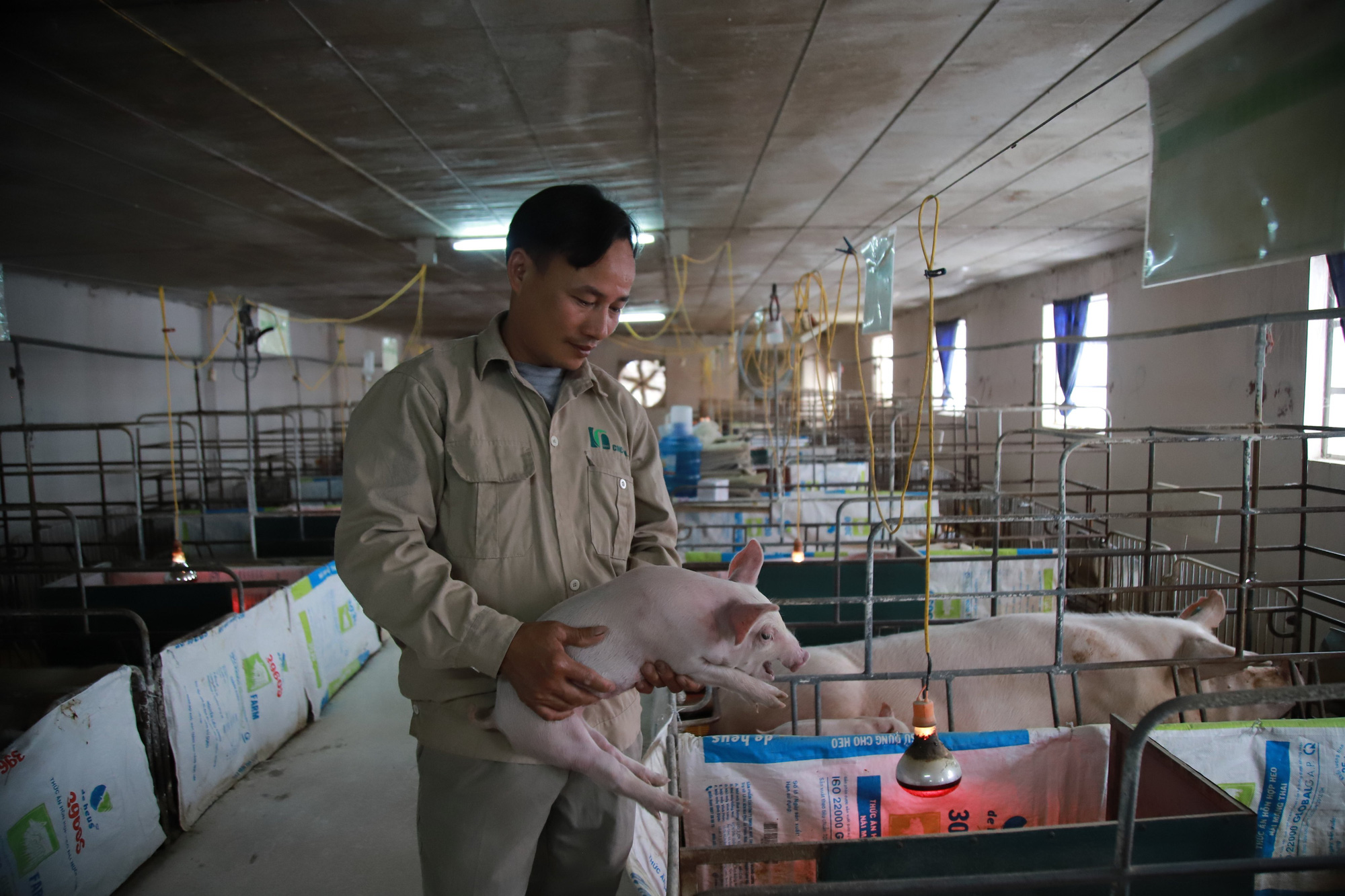 Vietnam spends some 5 billion USD importing animal feed