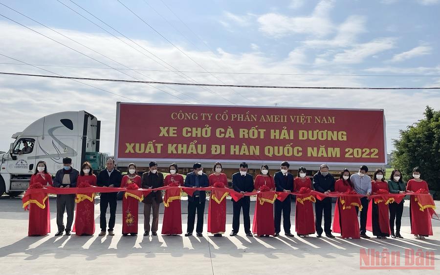Hai Duong exports first batch of carrots in 2022