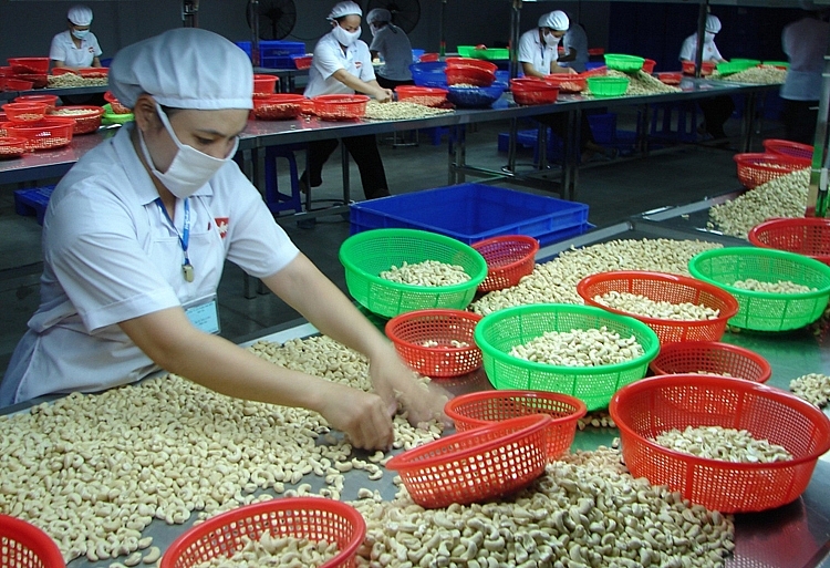 Cashew nut exports to the EU estimated to rise 15 in 2022