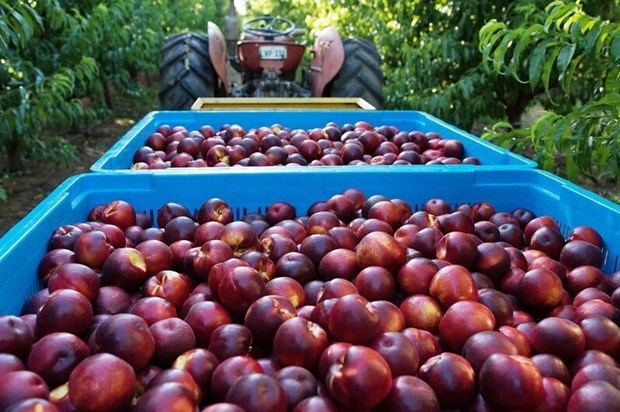 Australian peaches to be available in Vietnam