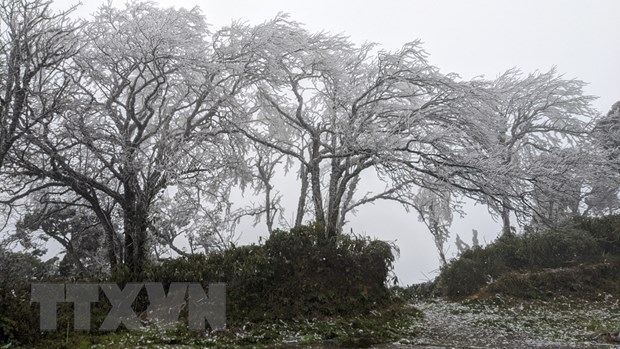 Thick ice and frost appears Mount Phja Oac’s peak in Cao Bang province