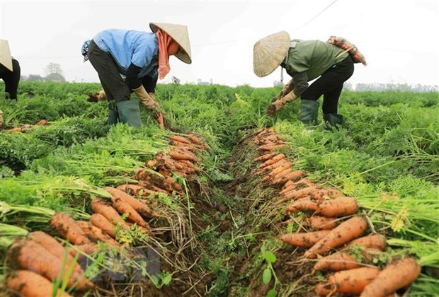 Hai Duong to host first-ever carrot harvest festival