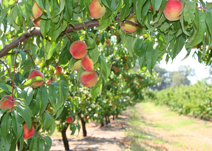 Australia to pilot peach and nectarine exports to Vietnam