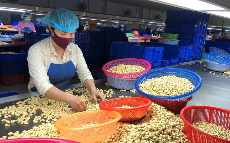 Vietnam’s cashew accounts for 80 of world’s total exports