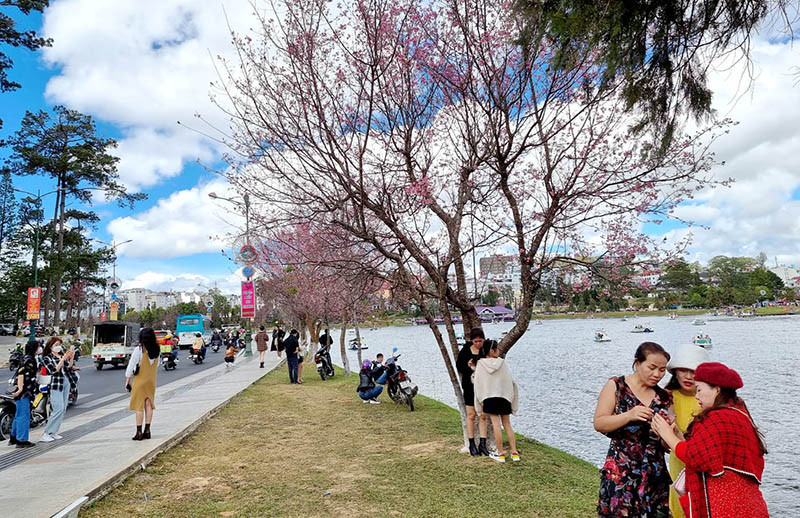 Tourists to Da Lat rise 6 folds during Tet holiday