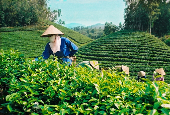 Taiwan China increases tea imports from Vietnam