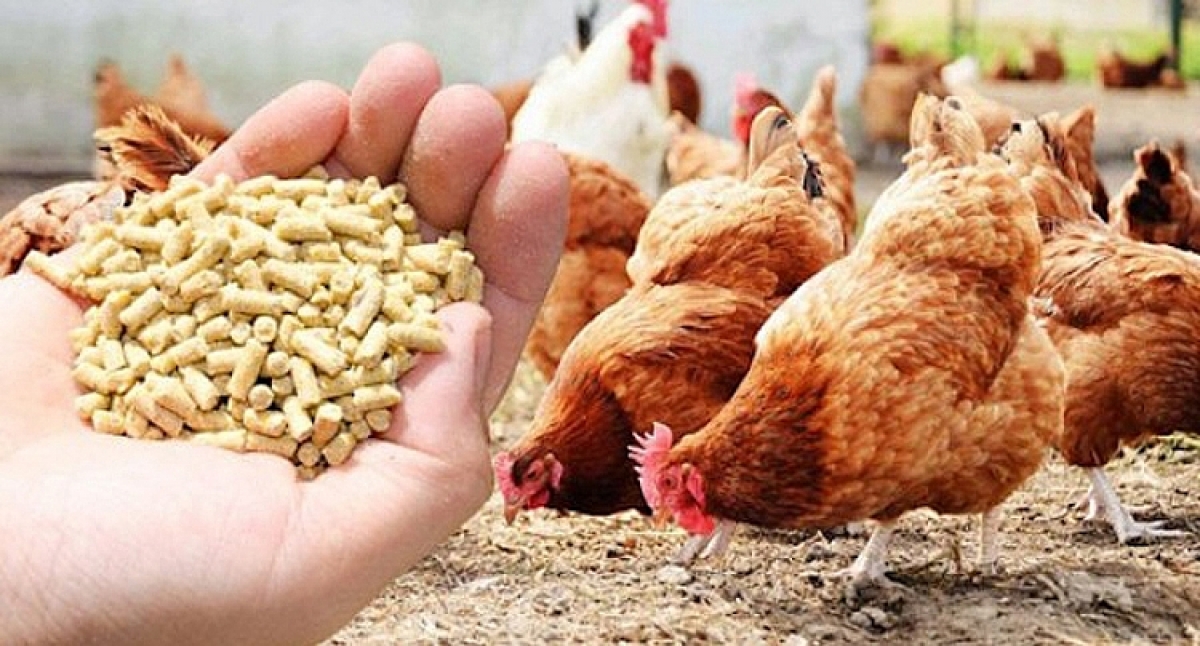 Animal feed exports to the US rise sharply