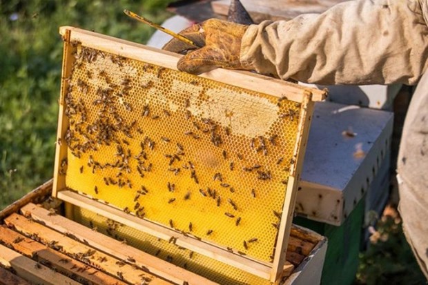 US reduces anti-dumping duties on Vietnam’s honey