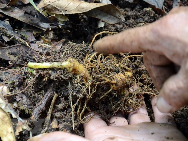Kon Tum to organize Ngoc Linh ginseng market in Tu Mo Rong