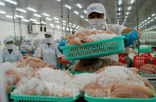 Vietnam’s pangasius to join global seafood fair in Spain