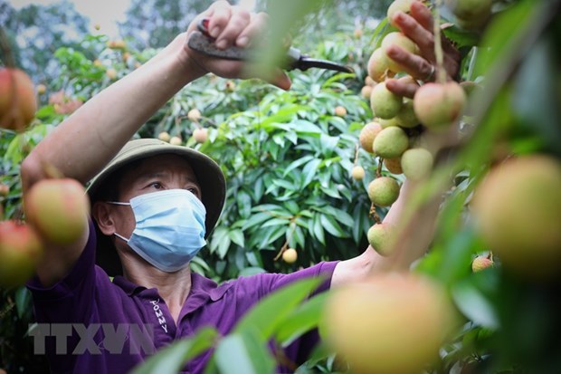 Bac Giang builds contacts for lychee consumption
