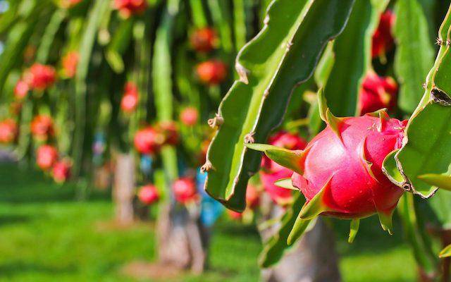 Vietnam wishes to boost dragon fruit export to Australia, New Zealand