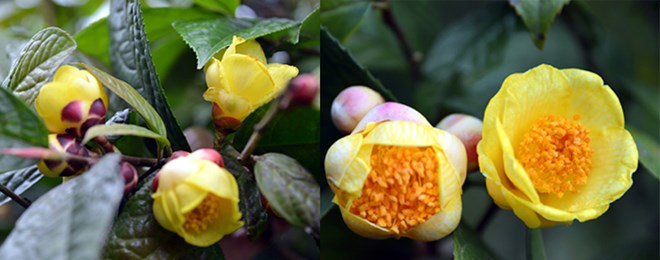 Quang Ninh ouverture du festival du camélia à fleurs d or