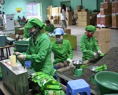 Le Pakistan, toujours le premier débouché du thé vietnamien