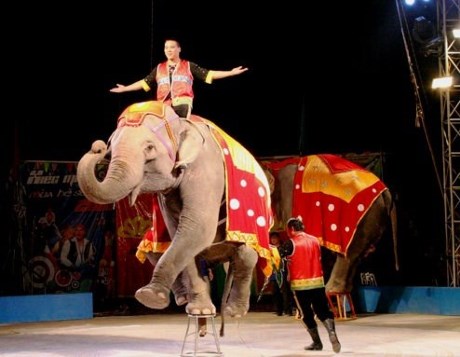 Bientôt le gala international de cirque 2016 à Hanoi