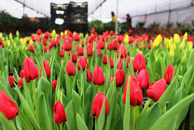 Foire aux fleurs printanières 2016 à Hanoi