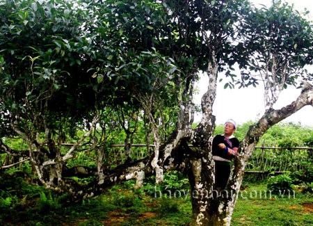 Yen Bai 400 théiers Shan tuyết deviennent des arbres patrimoniaux