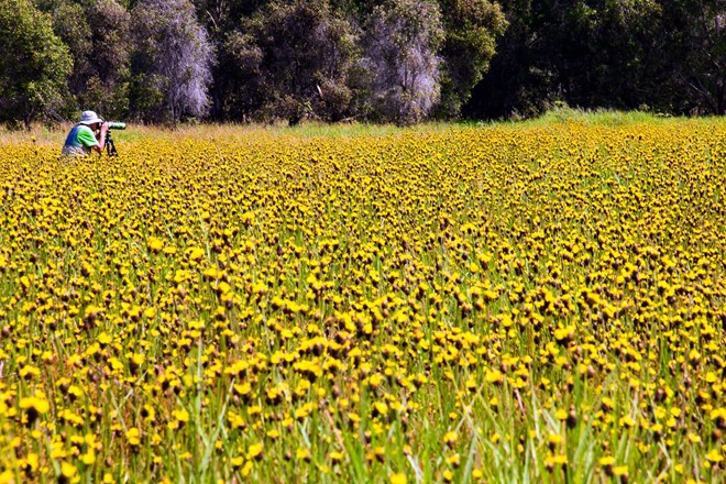 A la découverte des champs de Xyris à Dong Thap