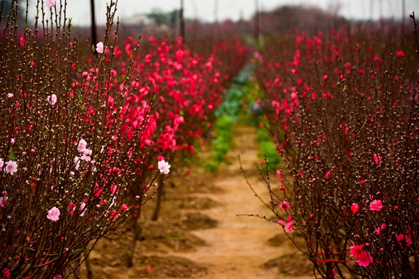 Des villages de métier près de Hanoi à visiter lors du Têt