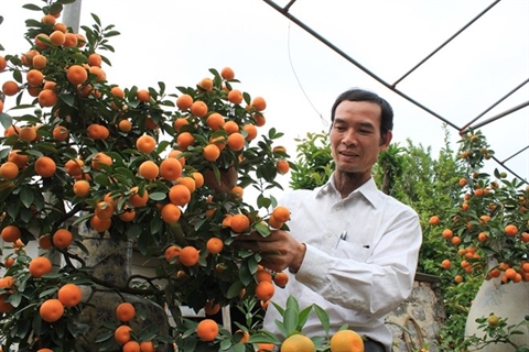 Kumquat bonsaï, la mode du Têt