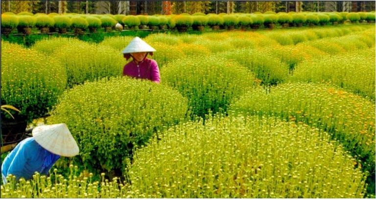 Le village floricole de Sa Dec au printemps