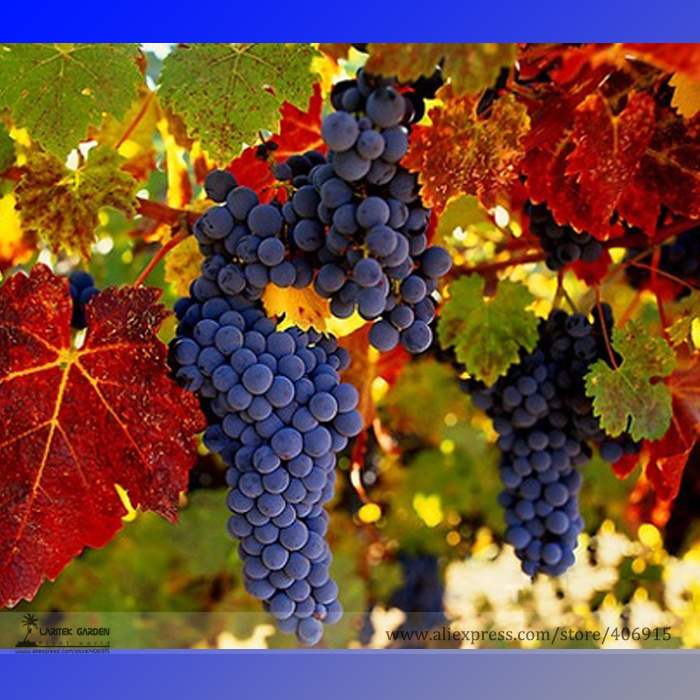 L Italie et la France, qui est le premier producteur mondial de vin