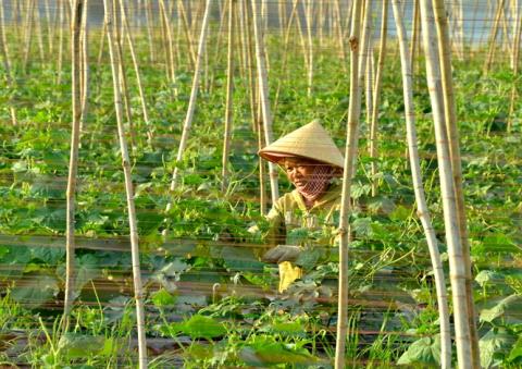 Cambodge les légumes vietnamiens répondent à 60 de la consommation intérieure