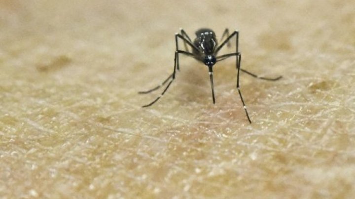 Le virus Zika se propage de manière explosive