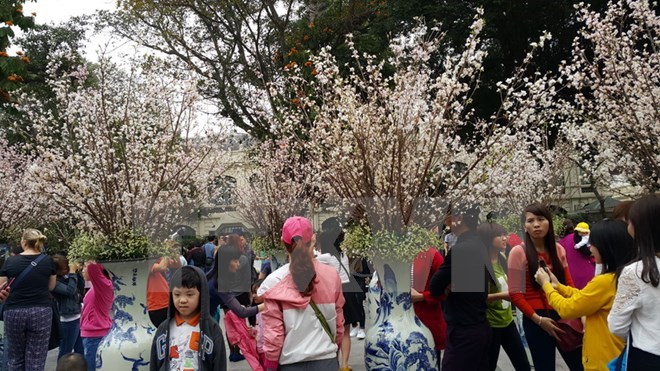 Bientôt la fête de la fleur de cerisier japonais à Dong Nai