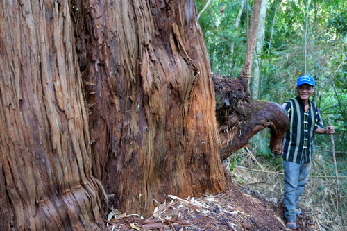 La forêt de Fokienia à Quang Nam est reconnue comme patrimoine national