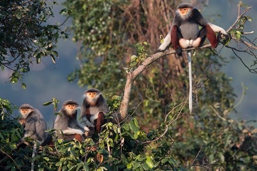 Exposition photographique sur les langurs à Da Nang