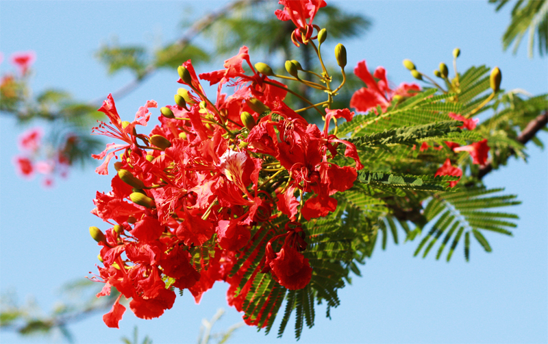 Hanoï et la floraison des flamboyants rouges